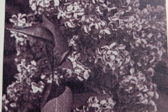 Vera Khoruzhaya