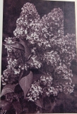 Vera_Khoruzhaya_1968