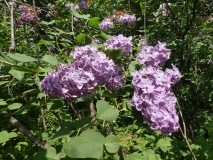 Vera_Khoruzhaya_20180523_RAS_MLD