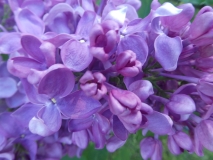 Vera_Khoruzhaya_20180526_PGBG_MLD_4