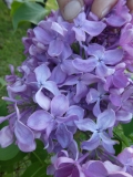 Vera_Khoruzhaya_20180526_PGBG_MLD_5