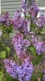 Vera_Khoruzhaya_20220524_MN_KA