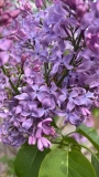 Vera_Khoruzhaya_20220524_MN_KA_2