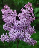 Vera_Khoruzhaya_GBS_IS_1