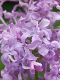 Vera_Khoruzhaya_GBS_IS_2