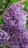 Vera_Khoruzhaya_IS_2