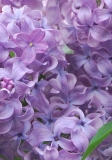 Vera_Khoruzhaya_IS_3