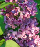 Vera_Khoruzhaya_IS_4