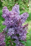 Vera_Khoruzhaya_Kornik_IS_1