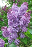 Vera_Khoruzhaya_Kornik_IS_5