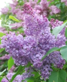 Vera_Khoruzhaya_Kornik_IS_6