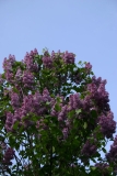 Vera_Khoruzhaya_TP_3
