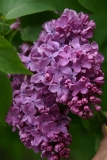Vera_Khoruzhaya_TP_5