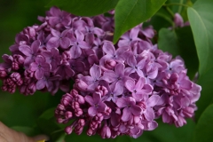 Vera_Khoruzhaya_TP_6