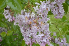 Versaliensis