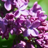 Versaliensis_2019_LM_CF