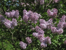 Versaliensis_CH_1