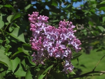 Versaliensis_CH_2