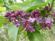 Verschaffeltii_201906_RBG_MLD