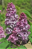 Verschaffeltii_ZB_2
