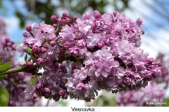 Vesnovka
