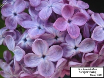 Vesper_Song_LNT