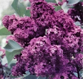 Vesper_1998_BB