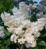 Vestale_20240525_Vermont_JJM