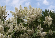 Vestale_MSU_BG_TP_2