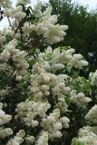 Vestale_MSU_BG_TP_3
