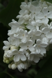 Vestale_MSU_BG_TP_4