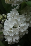 Vestale_MSU_BG_TP_5