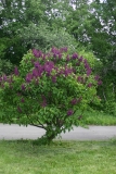 Vesuve_2004_MSU_BG_TP_1