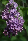 Vesuve_2011_TP_1