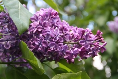 Vesuve_2011_TP_2