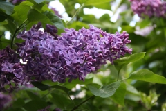 Vesuve_2011_TP_3