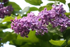 Vesuve_2011_TP_5