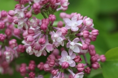 Vetka_Mira_2021_Russia_NS_2