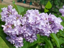 Victor_Lemoine_20170518_HP_MLD_3