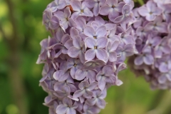 Vidzemes_Debesis_201805_Dobele_NS_1