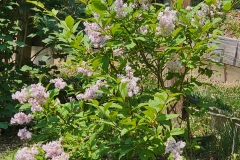 villosa villosa