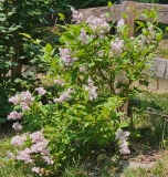 Villosa_20230520_MLD_MLD