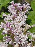 Villosa_20230520_MLD_MLD_2