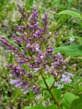 villosa_20210518_MLD_MLD_1