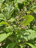 villosa_20240427_MLD_MLD