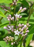 villosa_20240428_MLD_MLD