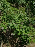 villosa_20240501_MLD_MLD