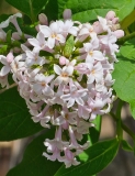 villosa_20240501_MLD_MLD_2