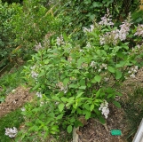 villosa_20240507_MLD_MLD