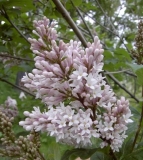 villosa_villosa-var.-rosea-BP__MW-1